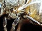 peligro extinción?: Revelan causa mortalidad masiva abejas mundo