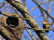 Reserva Natural Guardia Juncal