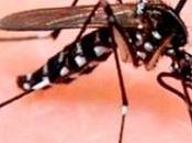 Acumulación basura: hogar para mosquito transmite Zika