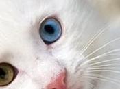 Grandes mentiras sobre Pelo Gato