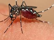 relación entre zika microcefalia bebés