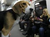 perros podrán viajar Metro Madrid