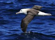 Albatros ceja negra (Thalassarche melanophrys)