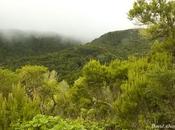 brezos gigantes Gomera