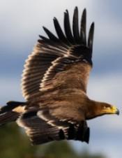 resurgir águila imperial ibérica