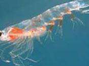 krill: mejor apuesta para salud