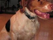 Felipe, perdido parque Alamillo (Sevilla)