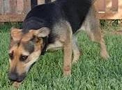 NOA, adoptantes abandonarón tras operación, después, todavía esperamos vengan recogerla... Sevilla