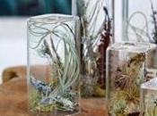 Aeriums, jardines botella