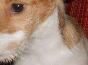 Alex sigue adopción!!!! mira como tardes arrepentir