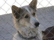 Lobi, cruce husky adopcion acogida.(madrid)