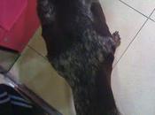 Paco, otro braco esqueletico rescatado, necesita acogida/Adopción