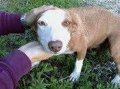 Piruleta cachorros peligro inminente