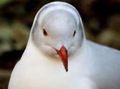 Gaviota cabecigris-larus cirrocephalus-greg headed gull