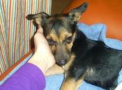 KIMBA, mini perrita atropellada abandonada cuneta Cordoba
