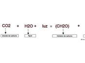 proceso fotosintesis