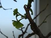 Lecciones sobre mariposas bonsais: minimalismo camino