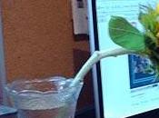 Apología amor verdad”