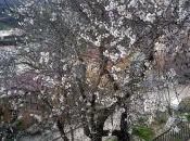 almendro Puebla Valles