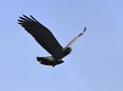 Caracoleros vuelo