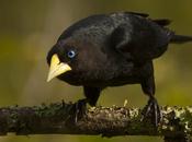 Boyero cacique (Red-rumped Cacique) Cacicus haemorrhous