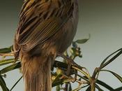 Coludo grande (Wedge-tailed grass-finch) Emberizoides herbicola