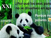 #HumorQuímico: ¿por osos panda disuelven agua?