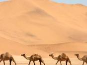 ¿por camellos tienen joroba?