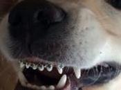 Wesley, perrito "Brackets"