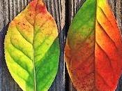 diferencias entre Coaching Psicología