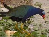 Pollona azul (Purple gallinule) Porphyrio martinicus