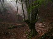 rayo