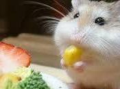 alimentan ratones?