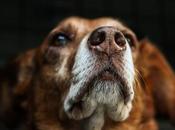 poder terapéutico perros Nación