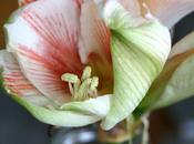 amarilis