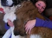perros Velcros