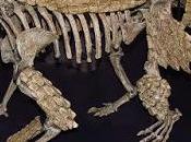 PALEOFICHA: Simosuchus clarki