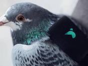 Estas simpáticas aves usan sensor para medir polución