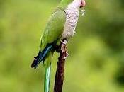 quiero yayo!