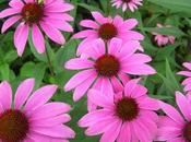 Echinacea: propiedades contraindicaciones