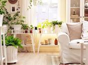 mejores plantas para decorar nuestro hogar