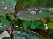 Gotas rocío