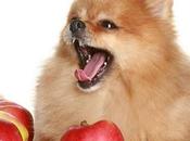 ¿Qué frutas puede comer Perro damos Alternativas