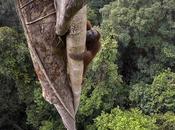 Tiempos difíciles para orangutanes