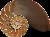 falsa curva Fibonacci