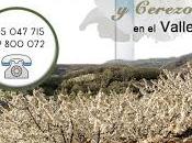 OFERTA Cerezo Flor 2016. Valle Jerte