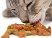 Comen Gatos ¡Todo Necesitas Saber!