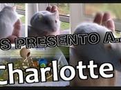 presento a... Charlotte!