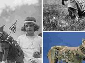 perro sargento Stubby