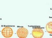 embrión individuo (problema gemelación)